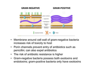 • Membrane around cell wall of gram-negative bacteria
increases risk of toxicity to host
• Porin channels prevent entry of antibiotics such as
penicillin; can also expel antibiotics
• The risk of antibiotic resistance is higher
• Gram-negative bacteria possess both exotoxins and
endotoxins; gram-positive bacteria only have exotoxins
 