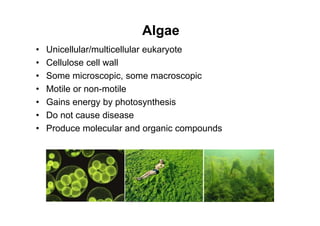 Algae
• Unicellular/multicellular eukaryote
• Cellulose cell wall
• Some microscopic, some macroscopic
• Motile or non-motile
• Gains energy by photosynthesis
• Do not cause disease
• Produce molecular and organic compounds
 