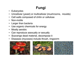 Fungi
• Eukaryotes
• Unicellular (yeast) or multicellular (mushrooms, moulds)
• Cell walls composed of chitin or cellulose
• Non-motile
• Larger than bacteria
• Use organic chemicals for energy
• Mostly aerobic
• Can reproduce asexually or sexually
• Scavenge dead material, decompose it
• Diseases (mycoses) include thrush, ringworm
 