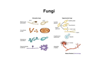 Fungi
 