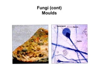 Fungi (cont)
Moulds
 