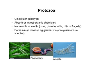 Protozoa
• Unicellular eukaryote
• Absorb or ingest organic chemicals
• Non-motile or motile (using pseudopodia, cilia or flagella)
• Some cause disease eg giardia, malaria (plasmodium
species)
Amoeba
Plasmodium
 