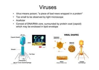 Viruses
• Virus means poison; "a piece of bad news wrapped in a protein"
• Too small to be observed by light microscope
• Acellular
• Consist of DNA/RNA core, surrounded by protein coat (capsid)
which may be enclosed in lipid envelope
 
