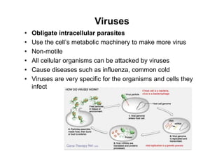 Viruses
• Obligate intracellular parasites
• Use the cell’s metabolic machinery to make more virus
• Non-motile
• All cellular organisms can be attacked by viruses
• Cause diseases such as influenza, common cold
• Viruses are very specific for the organisms and cells they
infect
 