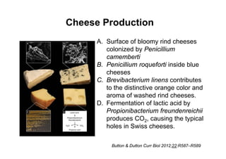 Cheese Production
A. Surface of bloomy rind cheeses
colonized by Penicillium
camemberti
B. Penicillium roqueforti inside blue
cheeses
C. Brevibacterium linens contributes
to the distinctive orange color and
aroma of washed rind cheeses.
D. Fermentation of lactic acid by
Propionibacterium freundenreichii
produces CO2, causing the typical
holes in Swiss cheeses.
Button & Dutton Curr Biol 2012;22:R587–R589
 