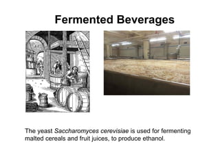 Fermented Beverages
The yeast Saccharomyces cerevisiae is used for fermenting
malted cereals and fruit juices, to produce ethanol.
 