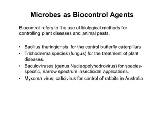 Microbes as Biocontrol Agents
Biocontrol refers to the use of biological methods for
controlling plant diseases and animal pests.
• Bacillus thuringiensis for the control butterfly caterpillars
• Trichoderma species (fungus) for the treatment of plant
diseases.
• Baculoviruses (genus Nucleopolyhedrovirus) for species-
specific, narrow spectrum insecticidal applications.
• Myxoma virus, calicivirus for control of rabbits in Australia
 
