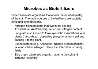 Microbes as Biofertilizers
Biofertilisers are organisms that enrich the nutrient quality
of the soil. The main sources of biofertilisers are bacteria,
fungi and cyanobacteria.
• Nitrogen-fixing bacteria that live in the soil (eg
Azospirillum, Azotobacter), enrich soil nitrogen content.
• Fungi are also known to form symbiotic associations with
plants (mycorrhiza), absorbing phosphorus from soil and
passing it to the plant.
• Cyanobacteria (e.g. Anabaena, Nostoc, Oscillatoriacan)
fix atmospheric nitrogen. Serve as biofertilizer in paddy
fields
• Blue green algae add organic matter to the soil and
increase its fertility.
 