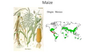 Maize
Origin: Mexico
 