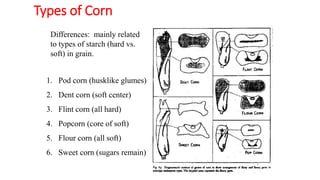 Types of Corn
1. Pod corn (husklike glumes)
2. Dent corn (soft center)
3. Flint corn (all hard)
4. Popcorn (core of soft)
5. Flour corn (all soft)
6. Sweet corn (sugars remain)
Differences: mainly related
to types of starch (hard vs.
soft) in grain.
 