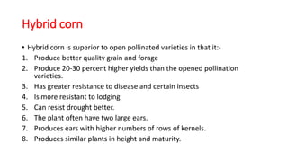 Hybrid corn
• Hybrid corn is superior to open pollinated varieties in that it:-
1. Produce better quality grain and forage
2. Produce 20-30 percent higher yields than the opened pollination
varieties.
3. Has greater resistance to disease and certain insects
4. Is more resistant to lodging
5. Can resist drought better.
6. The plant often have two large ears.
7. Produces ears with higher numbers of rows of kernels.
8. Produces similar plants in height and maturity.
 