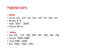 • White
• S.C 10 ،122 ،124 ،125 ،126 ،128 ،129 ،130 ،131
• Wtania 4،6
• Hytic 2030،2031
• Pioneer 30 K 8
• Yellow
• Giza 162,164,166,167,168,169,173,176
• Pioneer 3062،3084
• hytic 2055،2066
• Nile 1001،1005،1009.
Hybrid corn
 