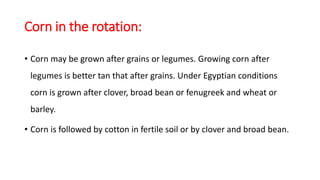 Corn in the rotation:
• Corn may be grown after grains or legumes. Growing corn after
legumes is better tan that after grains. Under Egyptian conditions
corn is grown after clover, broad bean or fenugreek and wheat or
barley.
• Corn is followed by cotton in fertile soil or by clover and broad bean.
 