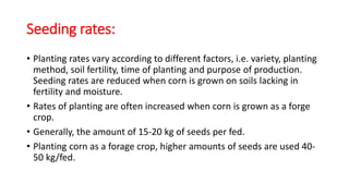 Seeding rates:
• Planting rates vary according to different factors, i.e. variety, planting
method, soil fertility, time of planting and purpose of production.
Seeding rates are reduced when corn is grown on soils lacking in
fertility and moisture.
• Rates of planting are often increased when corn is grown as a forge
crop.
• Generally, the amount of 15-20 kg of seeds per fed.
• Planting corn as a forage crop, higher amounts of seeds are used 40-
50 kg/fed.
 