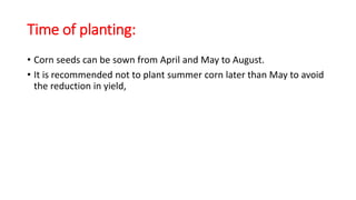 Time of planting:
• Corn seeds can be sown from April and May to August.
• It is recommended not to plant summer corn later than May to avoid
the reduction in yield,
 