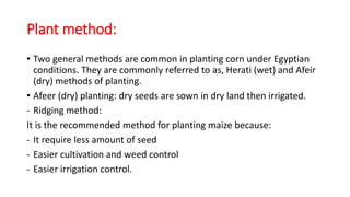 Plant method:
• Two general methods are common in planting corn under Egyptian
conditions. They are commonly referred to as, Herati (wet) and Afeir
(dry) methods of planting.
• Afeer (dry) planting: dry seeds are sown in dry land then irrigated.
- Ridging method:
It is the recommended method for planting maize because:
- It require less amount of seed
- Easier cultivation and weed control
- Easier irrigation control.
 