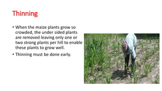 Thinning
• When the maize plants grow so
crowded, the under sided plants
are removed leaving only one or
two strong plants per hill to enable
these plants to grow well.
• Thinning must be done early.
 