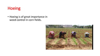 Hoeing
• Hoeing is of great importance in
weed control in corn fields.
 