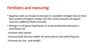Fertilizers and manuring:
• Egyptian soils are known to be poor in available nitrogen due to their
low content of organic matter and the small amounts of organic
manures added to them annually.
• Nitrogen is of great importance in maize production because it
contributes to:
-increase root system
-increase both the dry matter of maize plants and yield of grains.
-Increase ear size, and weight.
 