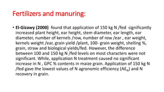 • El-Gizawy (2000) found that application of 150 kg N /fed significantly
increased plant height, ear height, stem diameter, ear length, ear
diameter, number of kernels /row, number of row /ear , ear weight,
kernels weight /ear, grain yield /plant, 100- grain weight, shelling %,
grain, straw and biological yields/fed. However, the difference
between 100 and 150 kg N /fed levels on most characters were not
significant. While, application N treatment caused no significant
increase in N , GPC % contents in maize grain. Application of 150 kg N
/fed gave the lowest values of N agronomic efficiency (AEN) and N
recovery in grain.
Fertilizers and manuring:
 