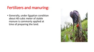 • Generally, under Egyptian condition
about 40 cubic meter of stable
manure is commonly applied at
time of preparing the land.
Fertilizers and manuring:
 