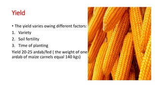 Yield
• The yield varies owing different factors:
1. Variety
2. Soil fertility
3. Time of planting
Yield 20-25 ardab/fed ( the weight of one
ardab of maize carnels equal 140 kgs)
 