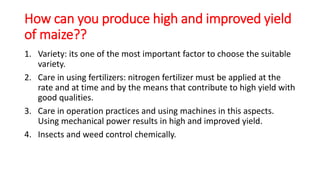 How can you produce high and improved yield
of maize??
1. Variety: its one of the most important factor to choose the suitable
variety.
2. Care in using fertilizers: nitrogen fertilizer must be applied at the
rate and at time and by the means that contribute to high yield with
good qualities.
3. Care in operation practices and using machines in this aspects.
Using mechanical power results in high and improved yield.
4. Insects and weed control chemically.
 