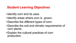 Student Learning Objectives
•Identify corn and its uses.
•Identify areas where corn is grown.
•Describe the different types of corn.
•Describe the soil and climatic requirements of
corn plants.
•Explain the cultural practices of corn
production.
 