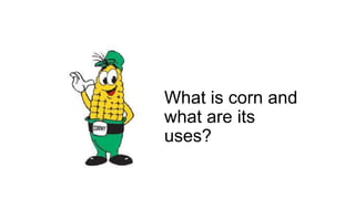 What is corn and
what are its
uses?
 