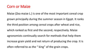 Corn or Maize
Maize (Zea maize L.) is one of the most important cereal crop
grown principally during the summer season in Egypt. It ranks
the third position among cereal crops after wheat and rice,
which ranked as first and the second, respectively. Maize
agronomists continually search for methods that help them
increase grain yield and net return of producing the crop. It is
often referred to as the “ king” of the grain crops.
 