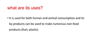 what are its uses?
• It is used for both human and animal consumption and its
by-products can be used to make numerous non-food
products.(fuel, plastic)
 