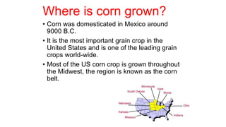 Where is corn grown?
• Corn was domesticated in Mexico around
9000 B.C.
• It is the most important grain crop in the
United States and is one of the leading grain
crops world-wide.
• Most of the US corn crop is grown throughout
the Midwest, the region is known as the corn
belt.
 