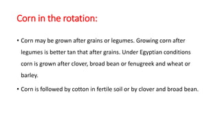 Plant method:
• Two general methods are common in planting corn under Egyptian
conditions. They are commonly referred to a...