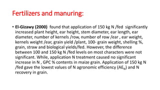Yield
• The yield varies owing different factors:
1. Variety
2. Soil fertility
3. Time of planting
Yield 20-25 ardab/fed (...