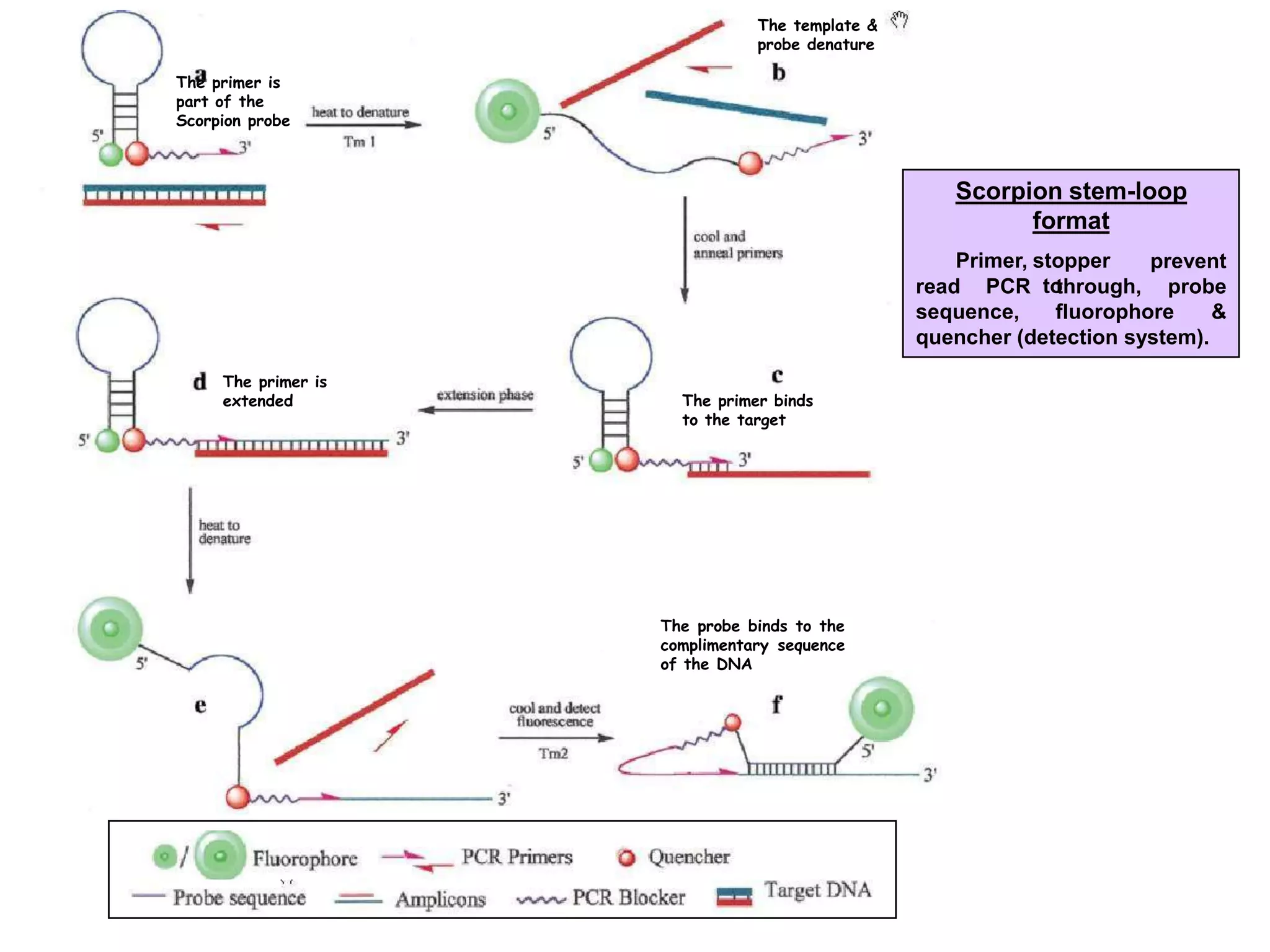 Lecture 2 , mbbs students. pcr, rt pcr, | PPT