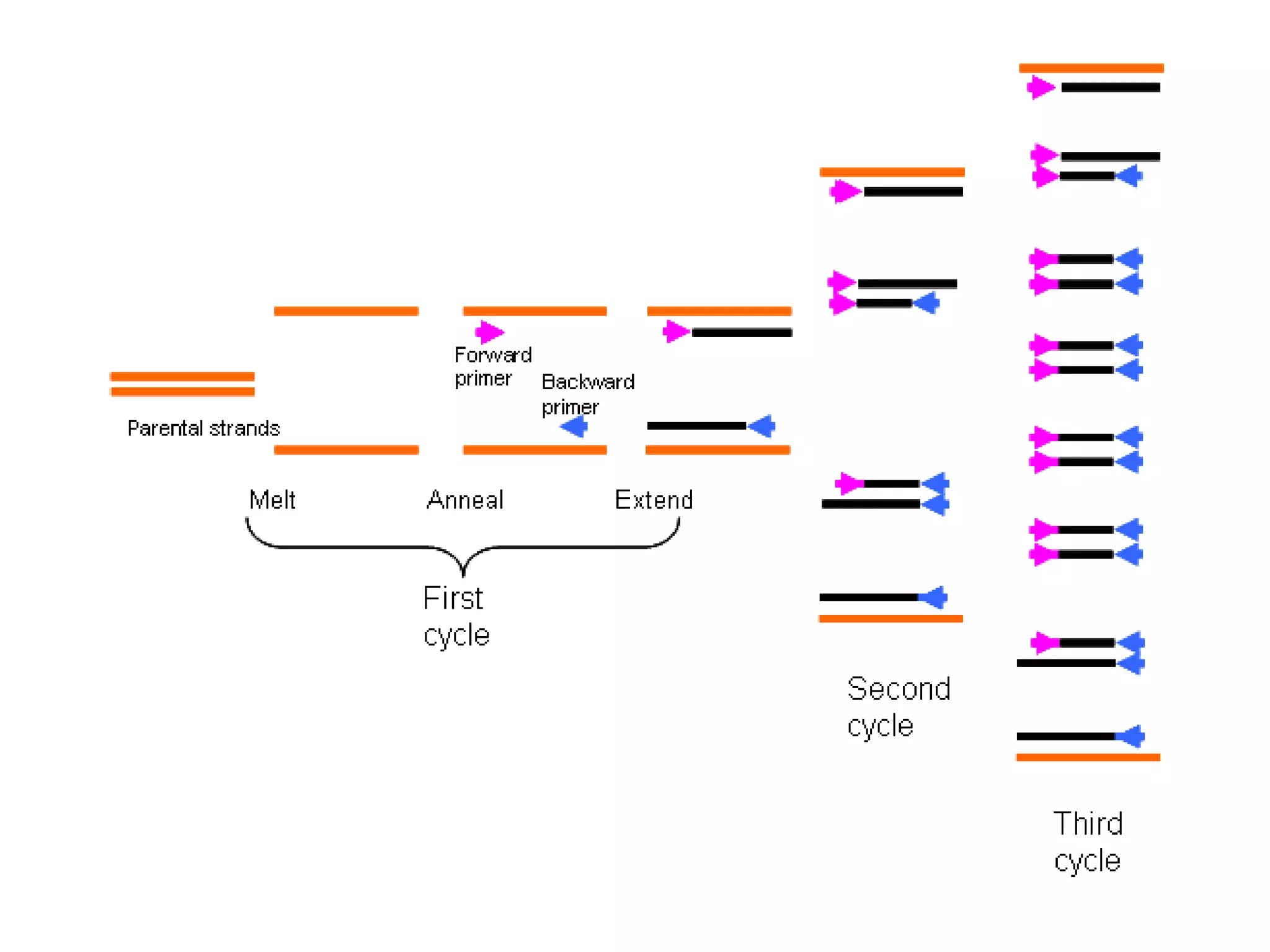 Lecture 2 , mbbs students. pcr, rt pcr, | PPT