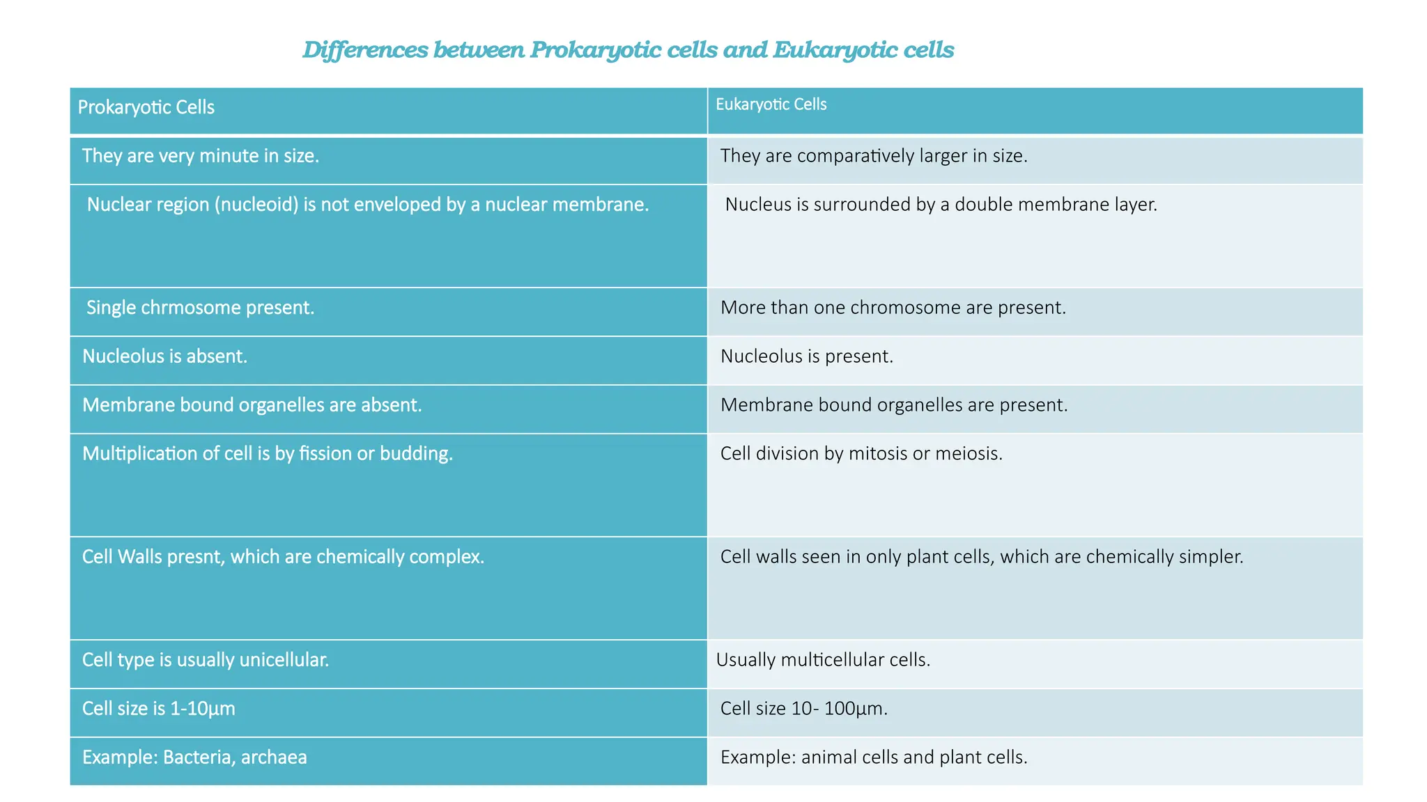 Differences between Prokaryotic cells and Eukaryotic cells
Prokaryotic Cells Eukaryotic Cells
They are very minute in size. They are comparatively larger in size.
Nuclear region (nucleoid) is not enveloped by a nuclear membrane. Nucleus is surrounded by a double membrane layer.
Single chrmosome present. More than one chromosome are present.
Nucleolus is absent. Nucleolus is present.
Membrane bound organelles are absent. Membrane bound organelles are present.
Multiplication of cell is by fission or budding. Cell division by mitosis or meiosis.
Cell Walls presnt, which are chemically complex. Cell walls seen in only plant cells, which are chemically simpler.
Cell type is usually unicellular. Usually multicellular cells.
Cell size is 1-10μm Cell size 10- 100µm.
Example: Bacteria, archaea Example: animal cells and plant cells.
 