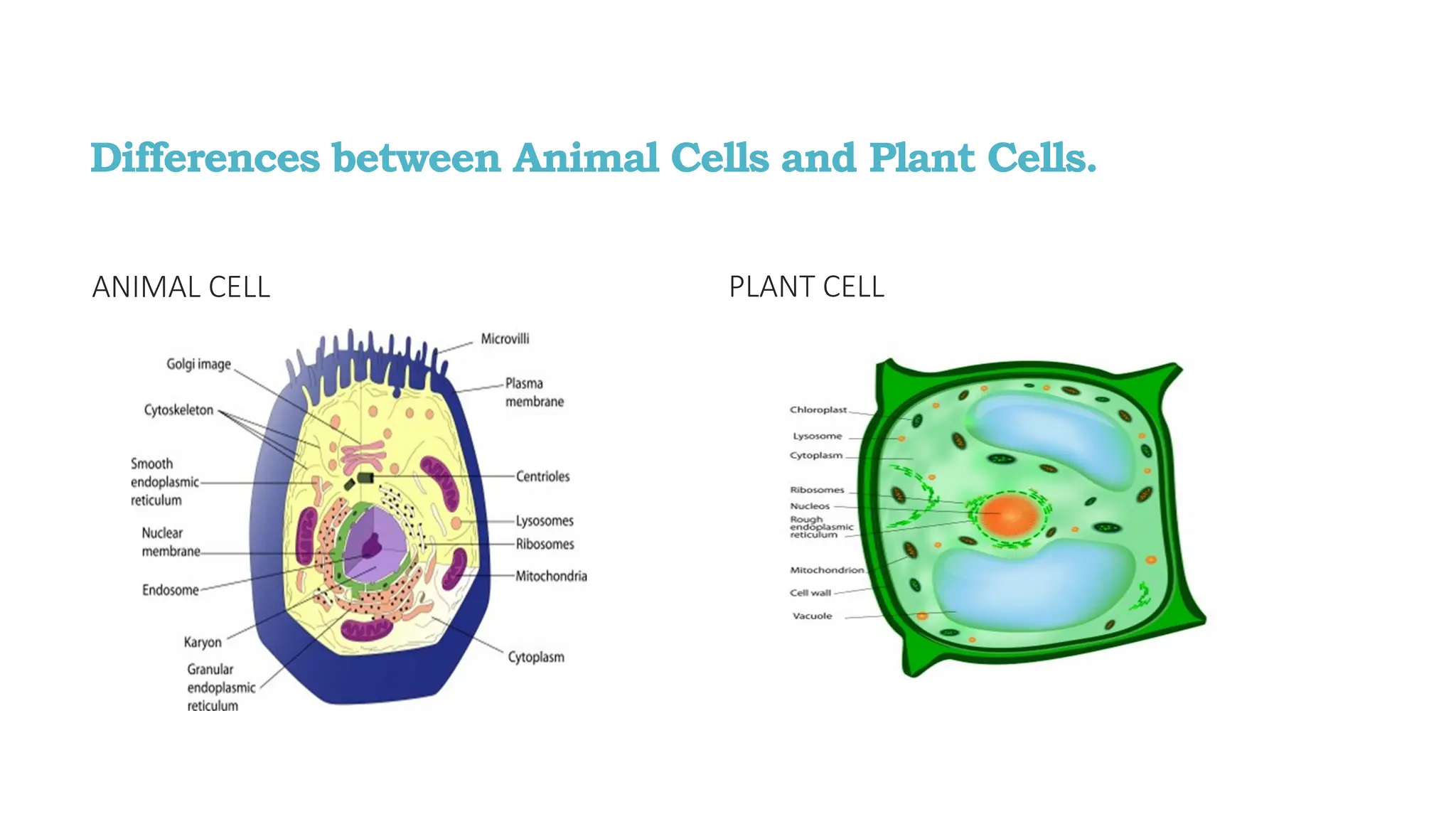 Differences between Animal Cells and Plant Cells.
ANIMAL CELL PLANT CELL
 