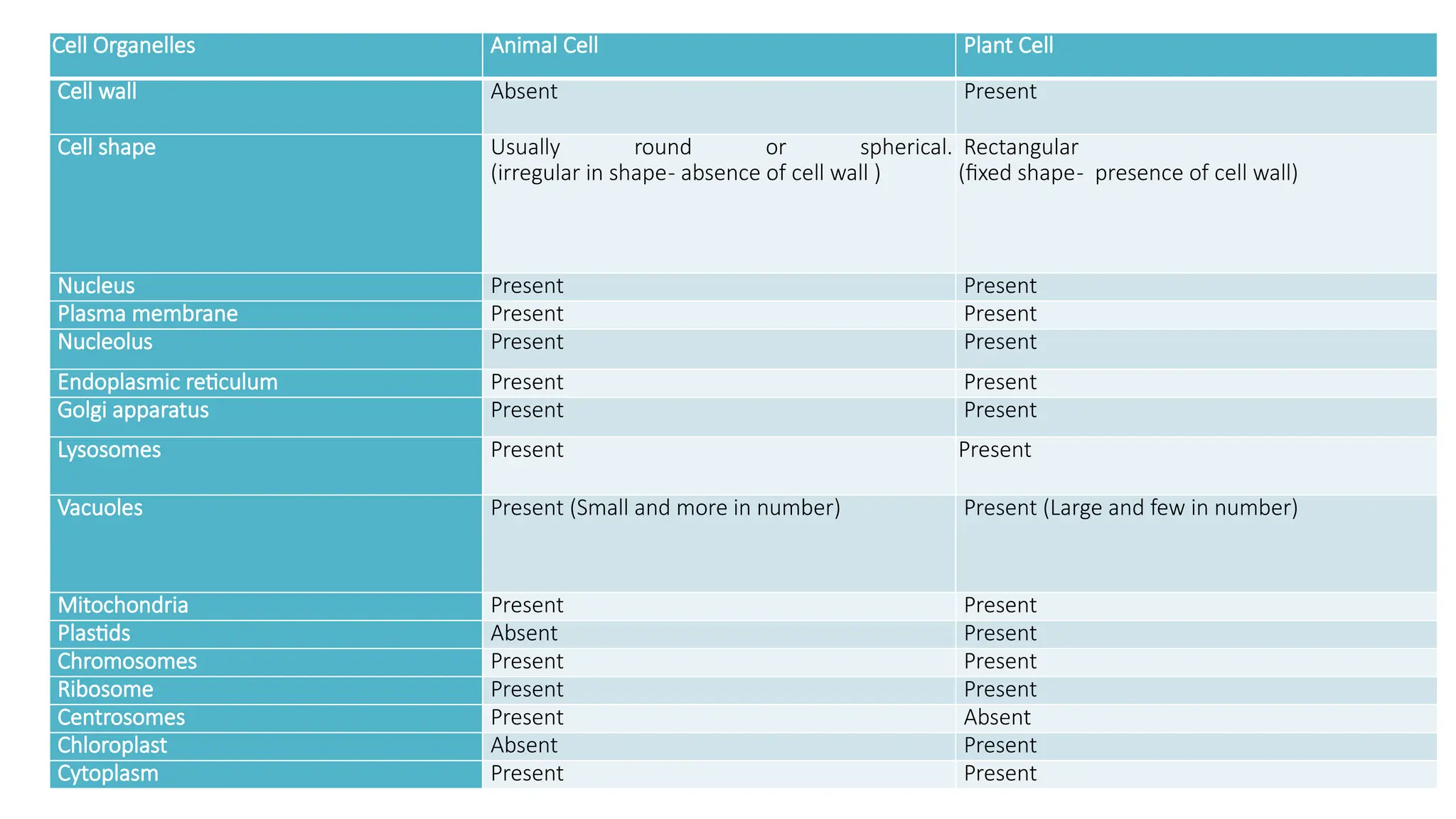 Cell Organelles Animal Cell Plant Cell
Cell wall Absent Present
Cell shape Usually round or spherical.
(irregular in shape- absence of cell wall )
Rectangular
(fixed shape- presence of cell wall)
Nucleus Present Present
Plasma membrane Present Present
Nucleolus Present Present
Endoplasmic reticulum Present Present
Golgi apparatus Present Present
Lysosomes Present Present
Vacuoles Present (Small and more in number) Present (Large and few in number)
Mitochondria Present Present
Plastids Absent Present
Chromosomes Present Present
Ribosome Present Present
Centrosomes Present Absent
Chloroplast Absent Present
Cytoplasm Present Present
 