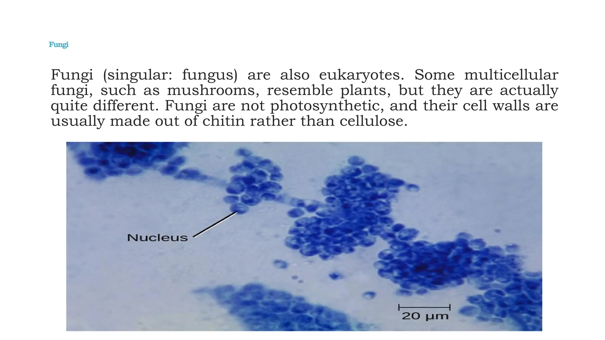 Fungi
Fungi (singular: fungus) are also eukaryotes. Some multicellular
fungi, such as mushrooms, resemble plants, but they are actually
quite different. Fungi are not photosynthetic, and their cell walls are
usually made out of chitin rather than cellulose.
 