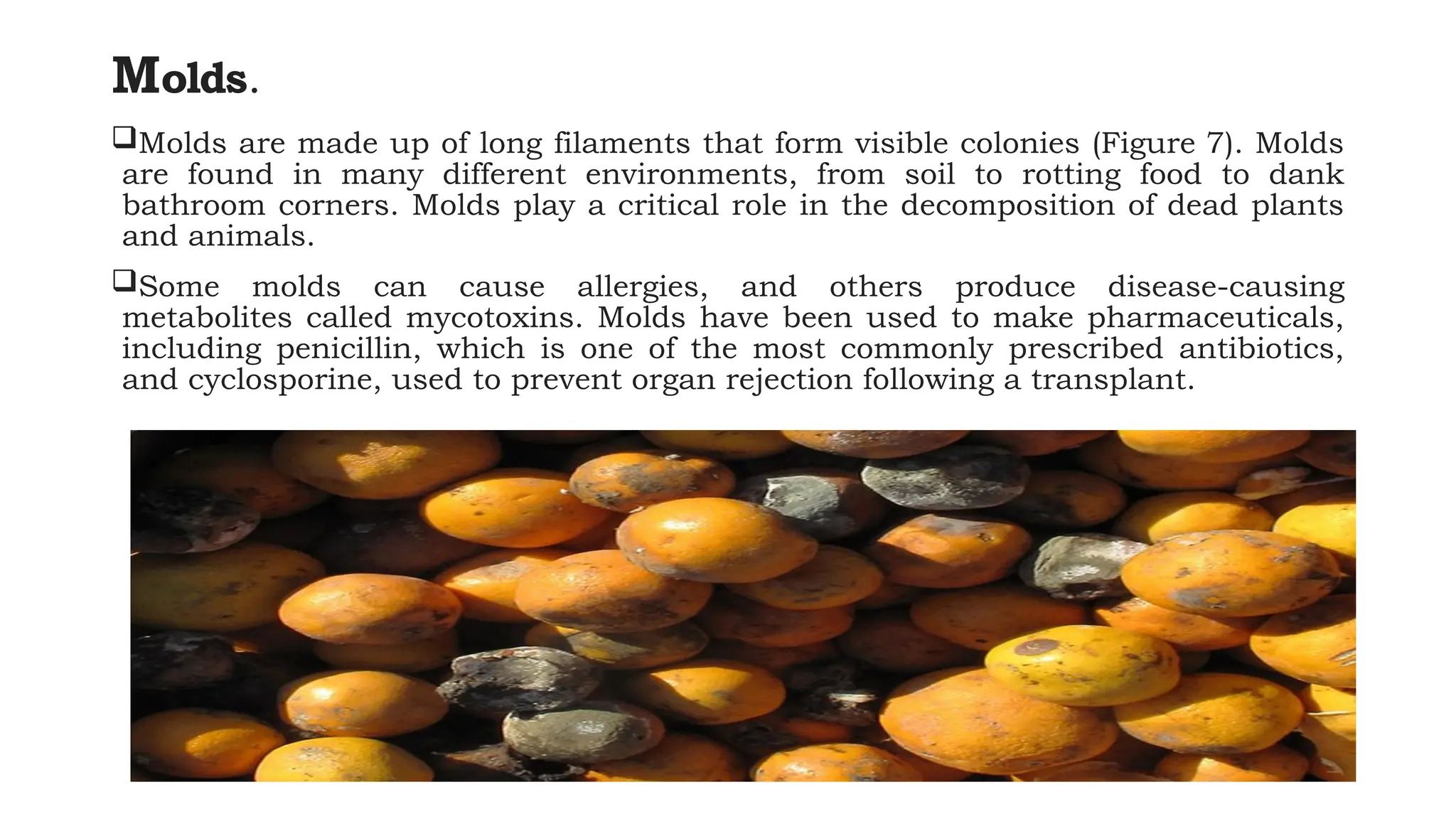 Molds.
Molds are made up of long filaments that form visible colonies (Figure 7). Molds
are found in many different environments, from soil to rotting food to dank
bathroom corners. Molds play a critical role in the decomposition of dead plants
and animals.
Some molds can cause allergies, and others produce disease-causing
metabolites called mycotoxins. Molds have been used to make pharmaceuticals,
including penicillin, which is one of the most commonly prescribed antibiotics,
and cyclosporine, used to prevent organ rejection following a transplant.
 