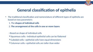 Epithelial Cells Classification Chart.pdf Lecture 2 MLS 148 Basic Tissues(Epithelial tissue).ppt