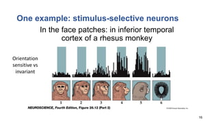 Neural Basis of Cognition: Understanding Capgras Syndrome and Brain ...