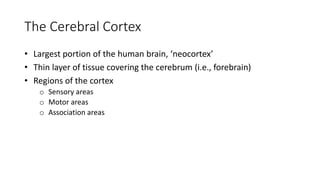 Neural Basis of Cognition: Understanding Capgras Syndrome and Brain ...