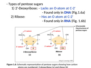 Pentose Ribose Structure Lecture 2 Nucleotides.ppt with detailed explanation | PPT