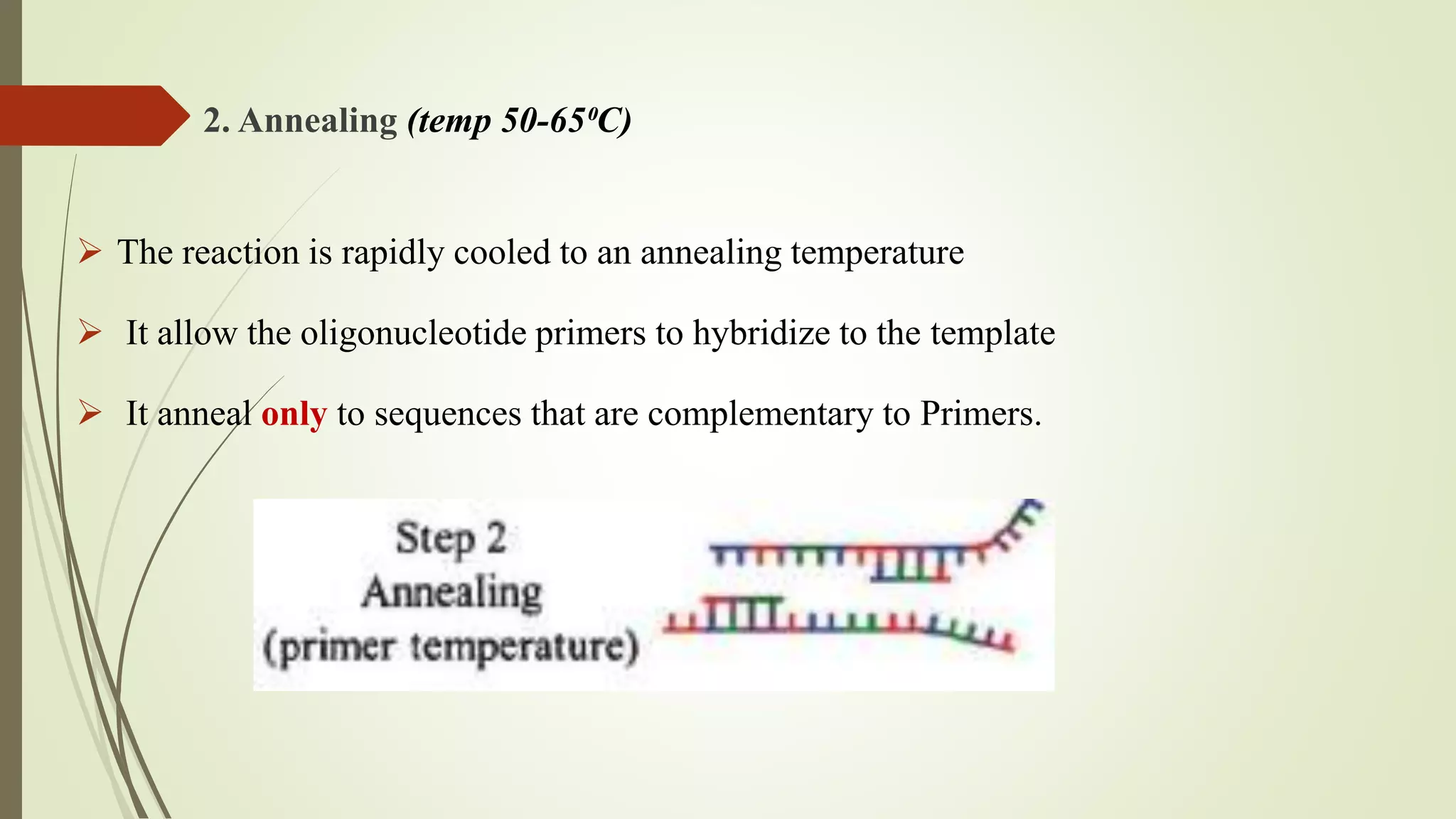 2. Annealing (temp 50-65⁰C)
 The reaction is rapidly cooled to an annealing temperature
 It allow the oligonucleotide primers to hybridize to the template
 It anneal only to sequences that are complementary to Primers.
 