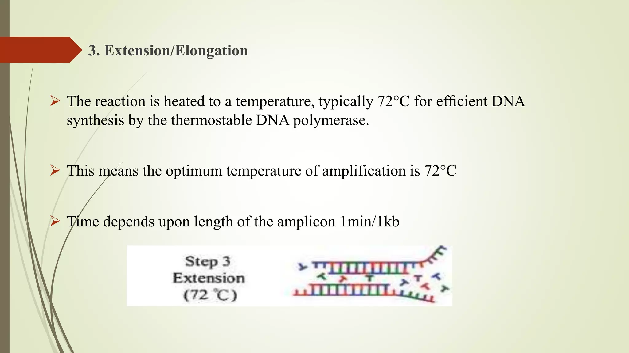3. Extension/Elongation
 The reaction is heated to a temperature, typically 72°C for efﬁcient DNA
synthesis by the thermostable DNA polymerase.
 This means the optimum temperature of amplification is 72°C
 Time depends upon length of the amplicon 1min/1kb
 