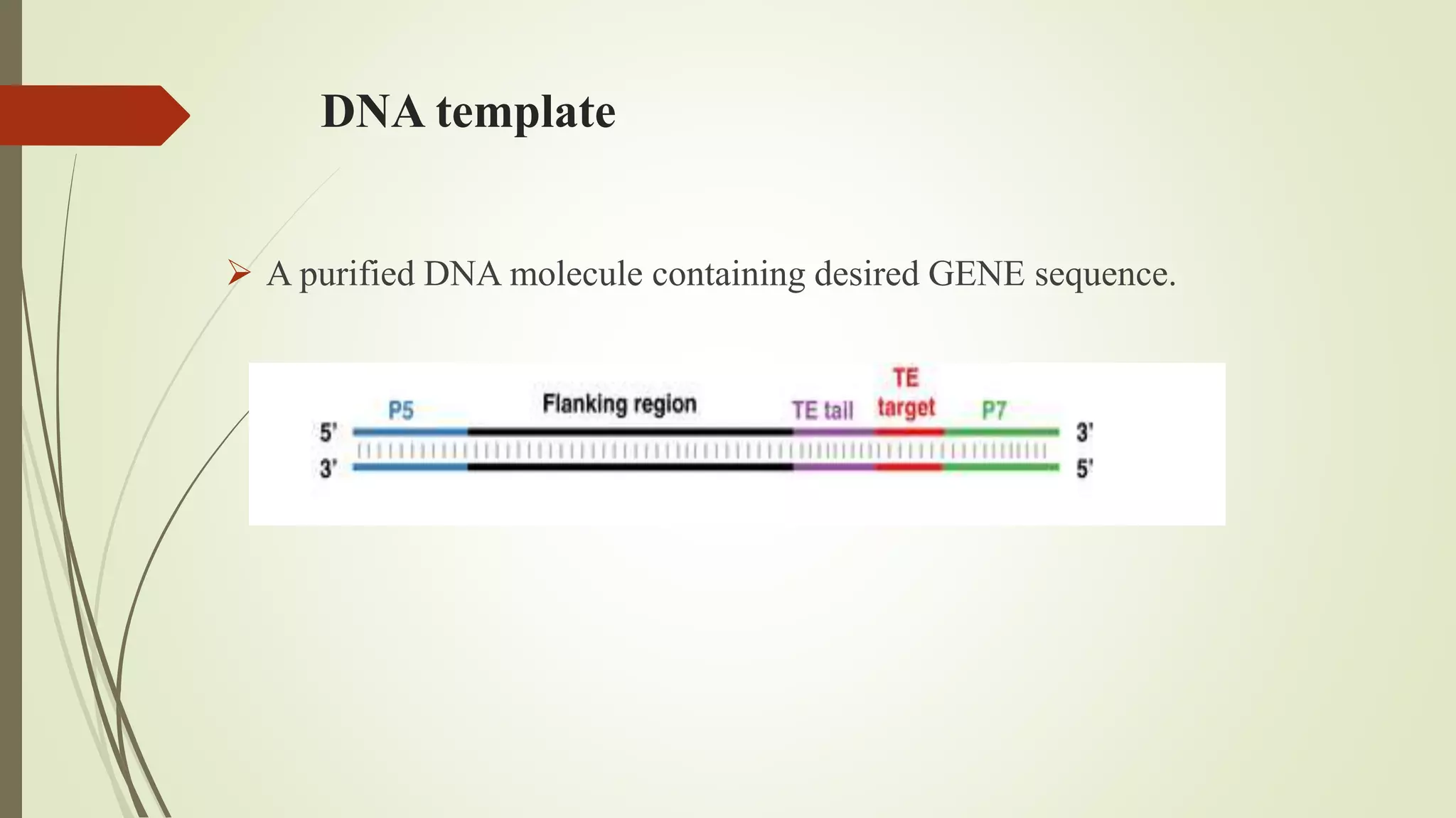 DNA template
 A purified DNA molecule containing desired GENE sequence.
 