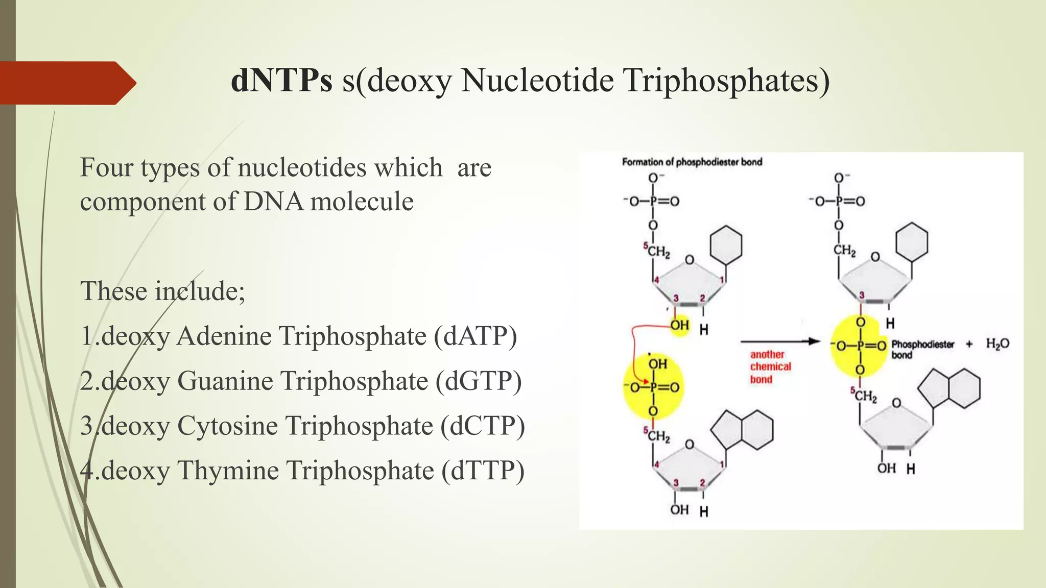 dNTPs s(deoxy Nucleotide Triphosphates)
Four types of nucleotides which are
component of DNA molecule
These include;
1.deoxy Adenine Triphosphate (dATP)
2.deoxy Guanine Triphosphate (dGTP)
3.deoxy Cytosine Triphosphate (dCTP)
4.deoxy Thymine Triphosphate (dTTP)
 