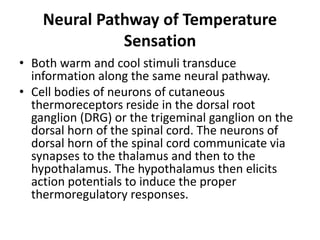 Temperature Stimuli lecture 2 physio ppt.pptx